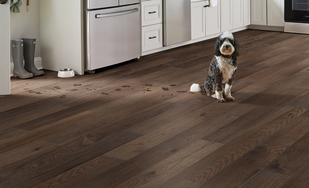 How to Choose the Best Flooring Material for Pet-Friendly Homes